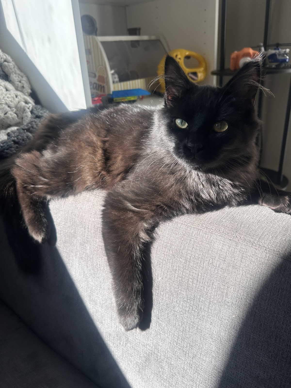 BC SPCA Maple Ridge