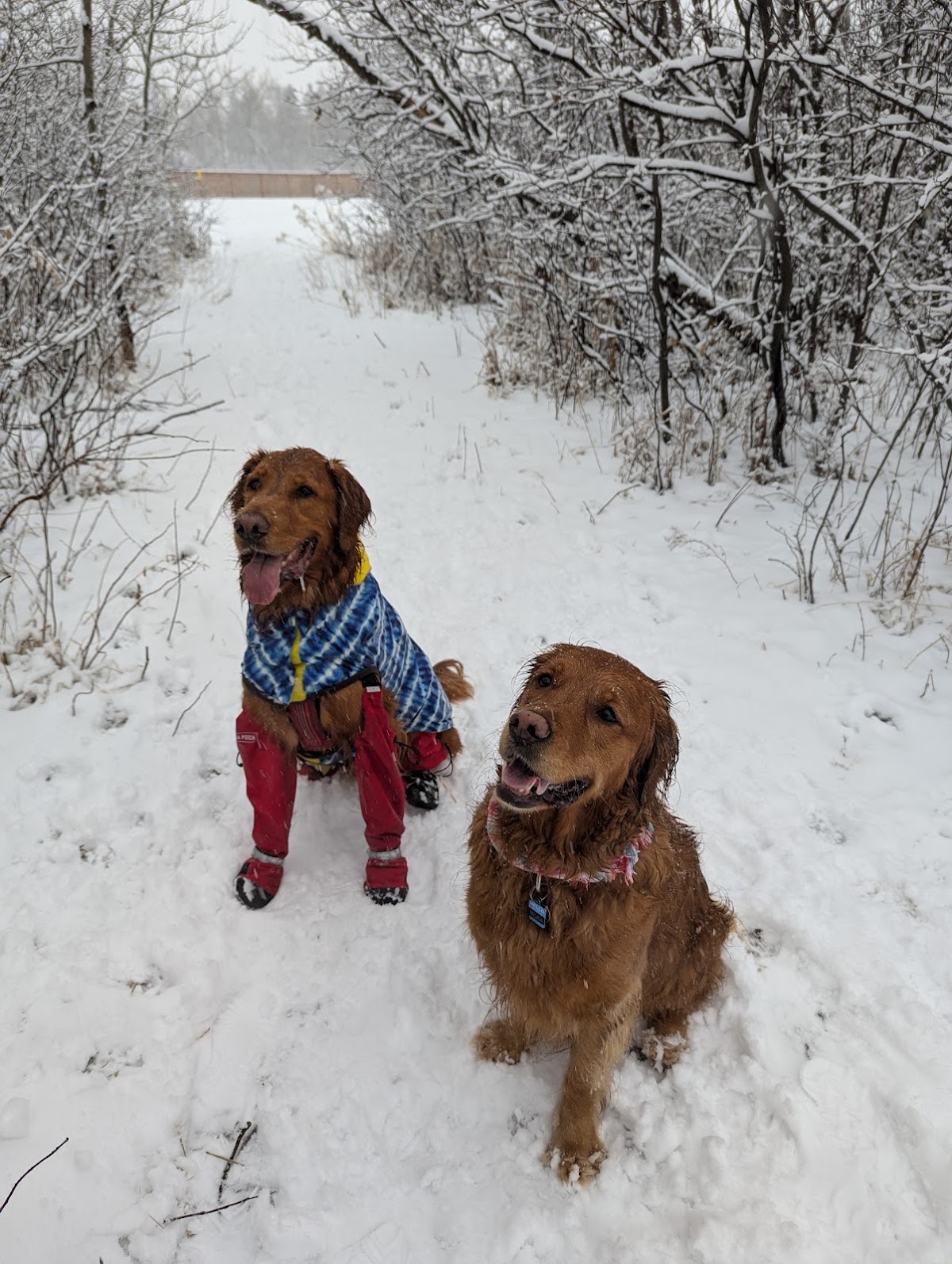 Brenda Leipsic Off-leash Dog Park