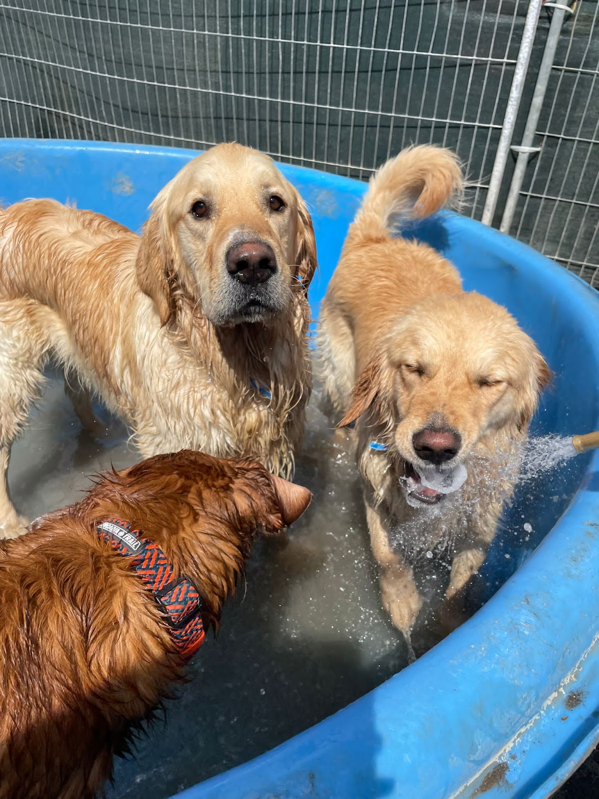 Fella & Fetch Canine Care