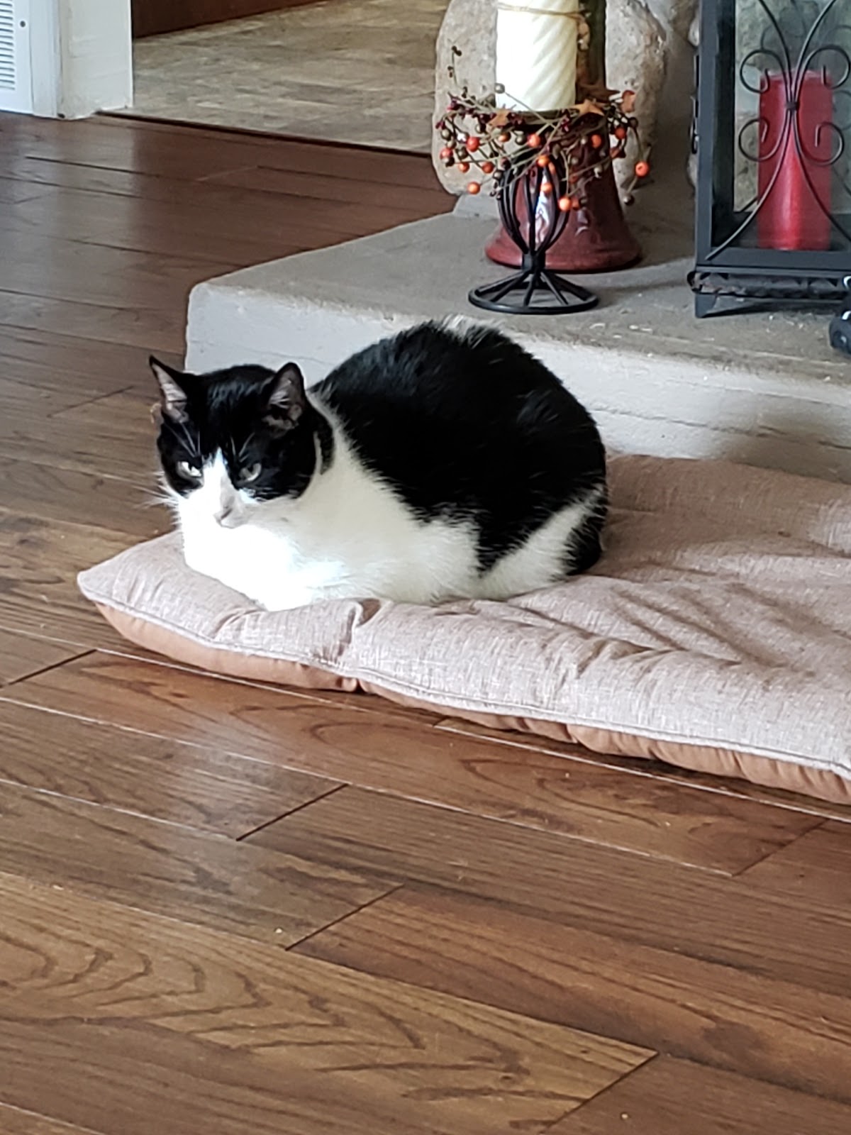 Animal Shelter (Bathurst)