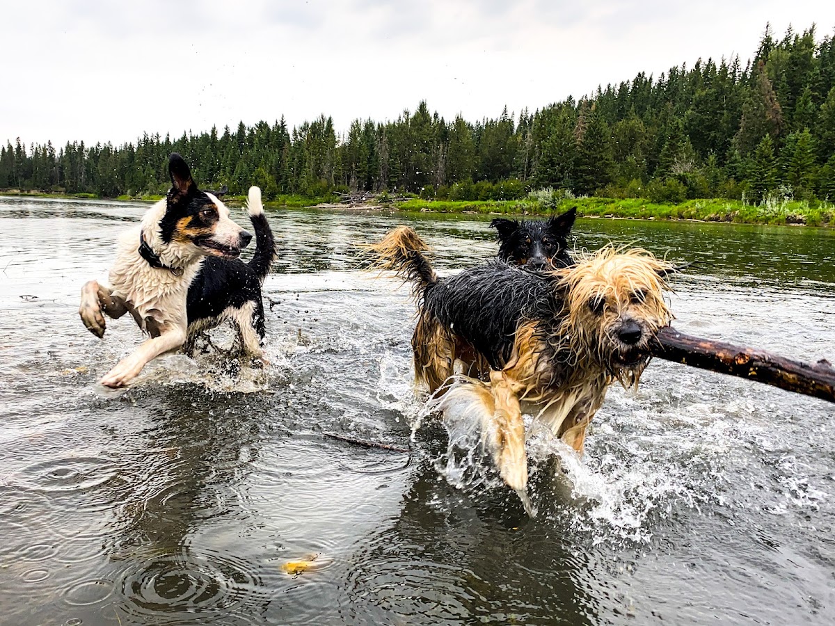 Dog's Den Training School