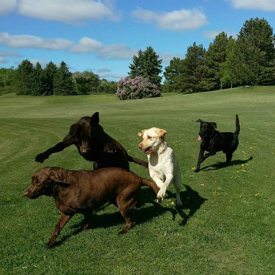 Bow Wow Country Club