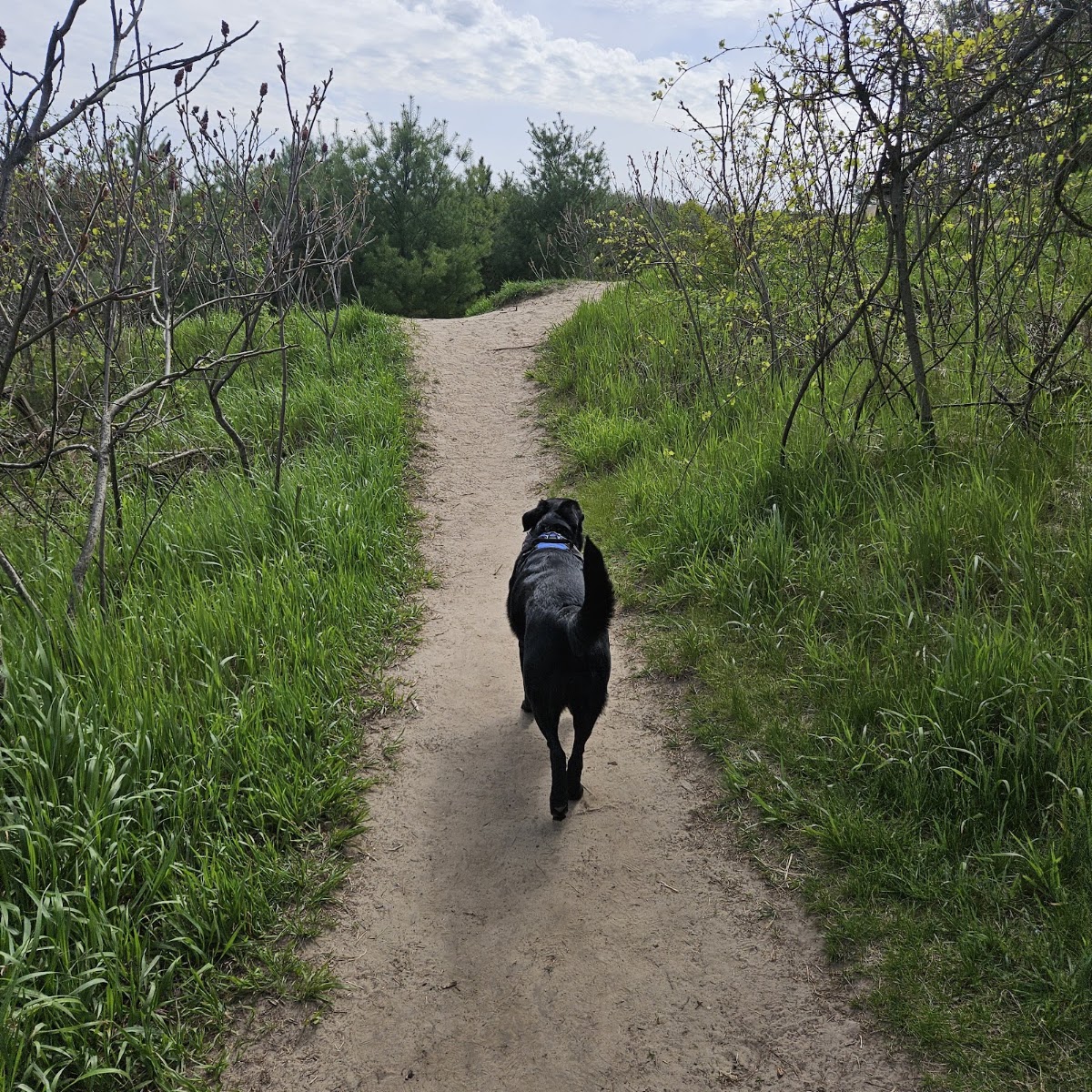 Bendor and Graves Tract Dog Park