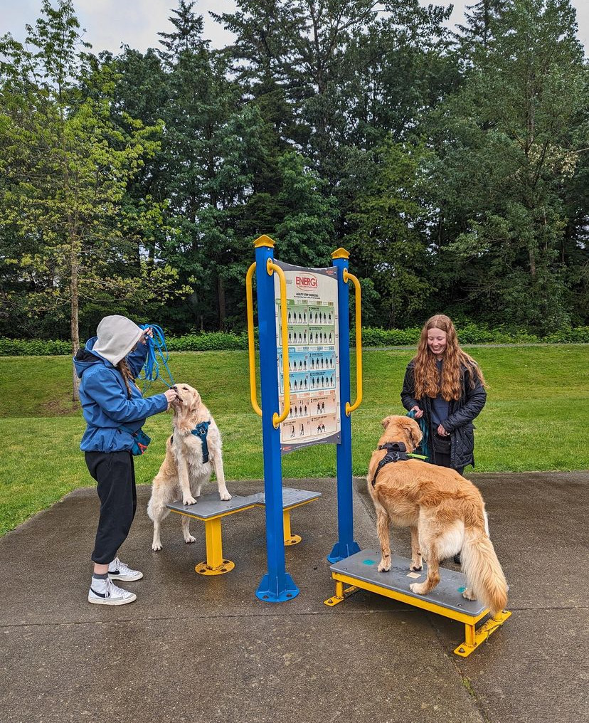Dog Centered Training