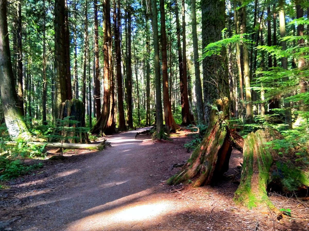 Pacific Spirit Regional Park