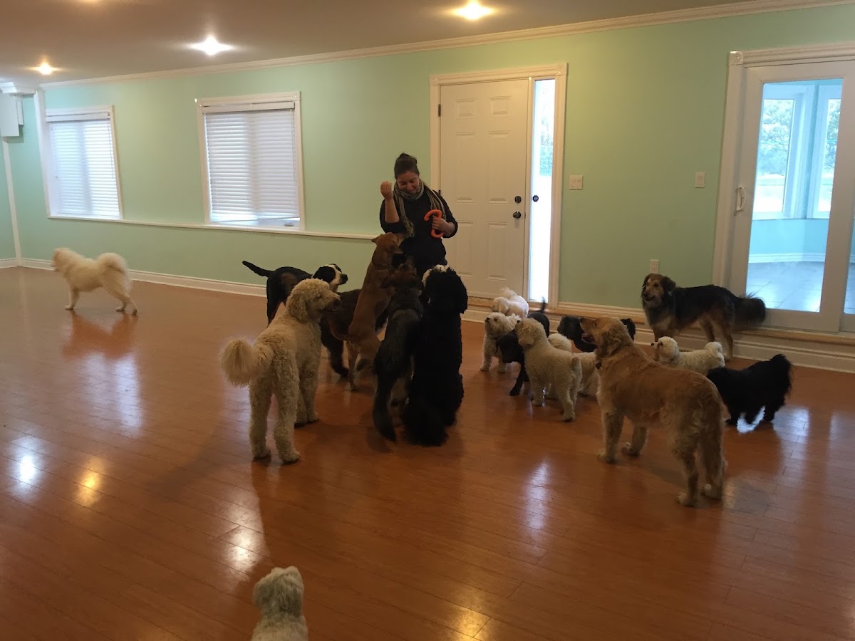 Doggie Basics