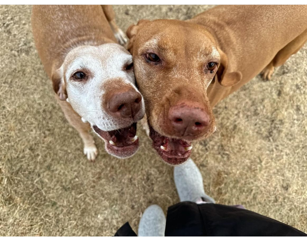 Doggon Alley - Dog Walking and Training Academy