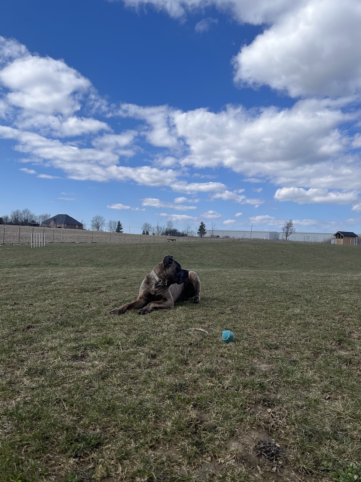 Country Canines Play Park - Hamilton