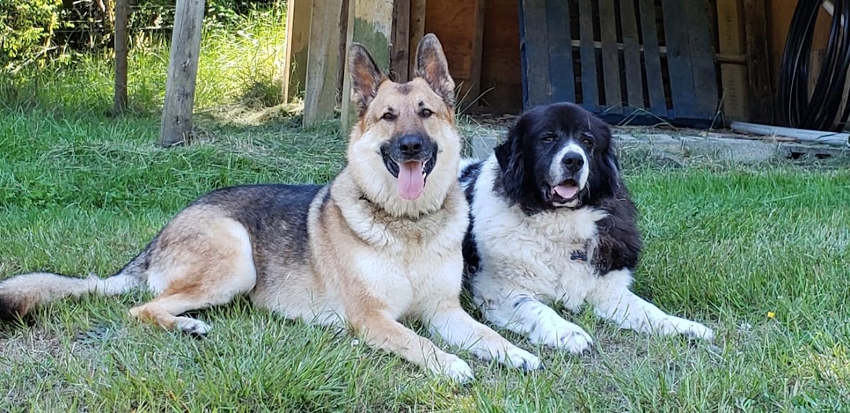 Active Reactive Field for Dogs- By Appointment