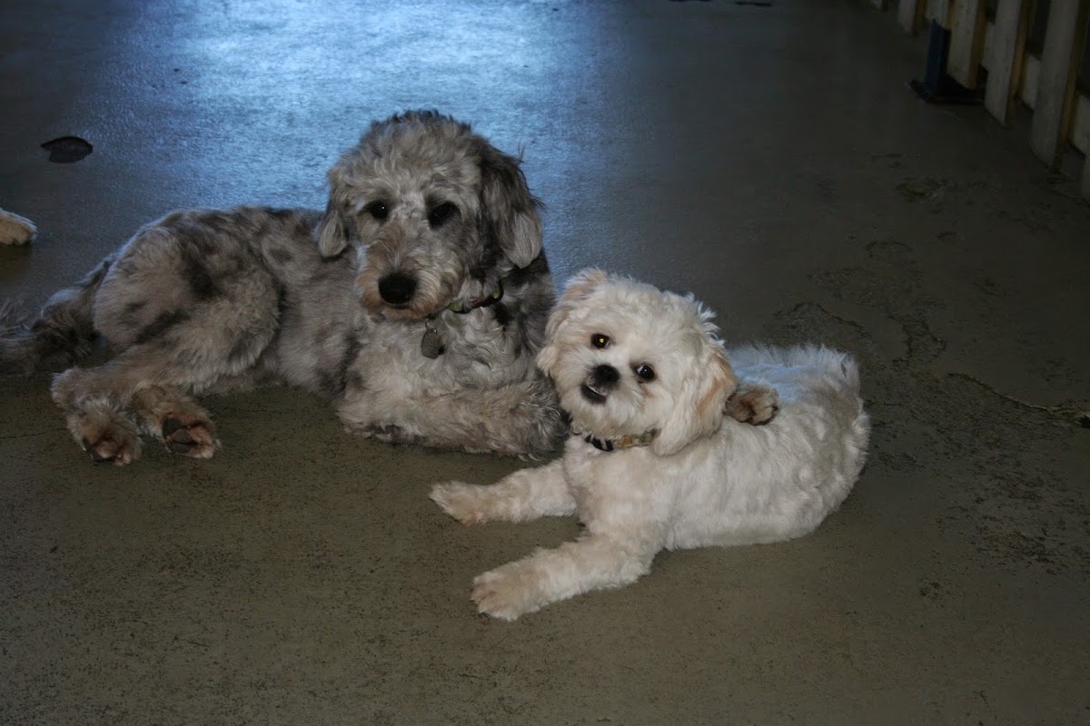 Doggie Central - “Where Learning is Fun!”