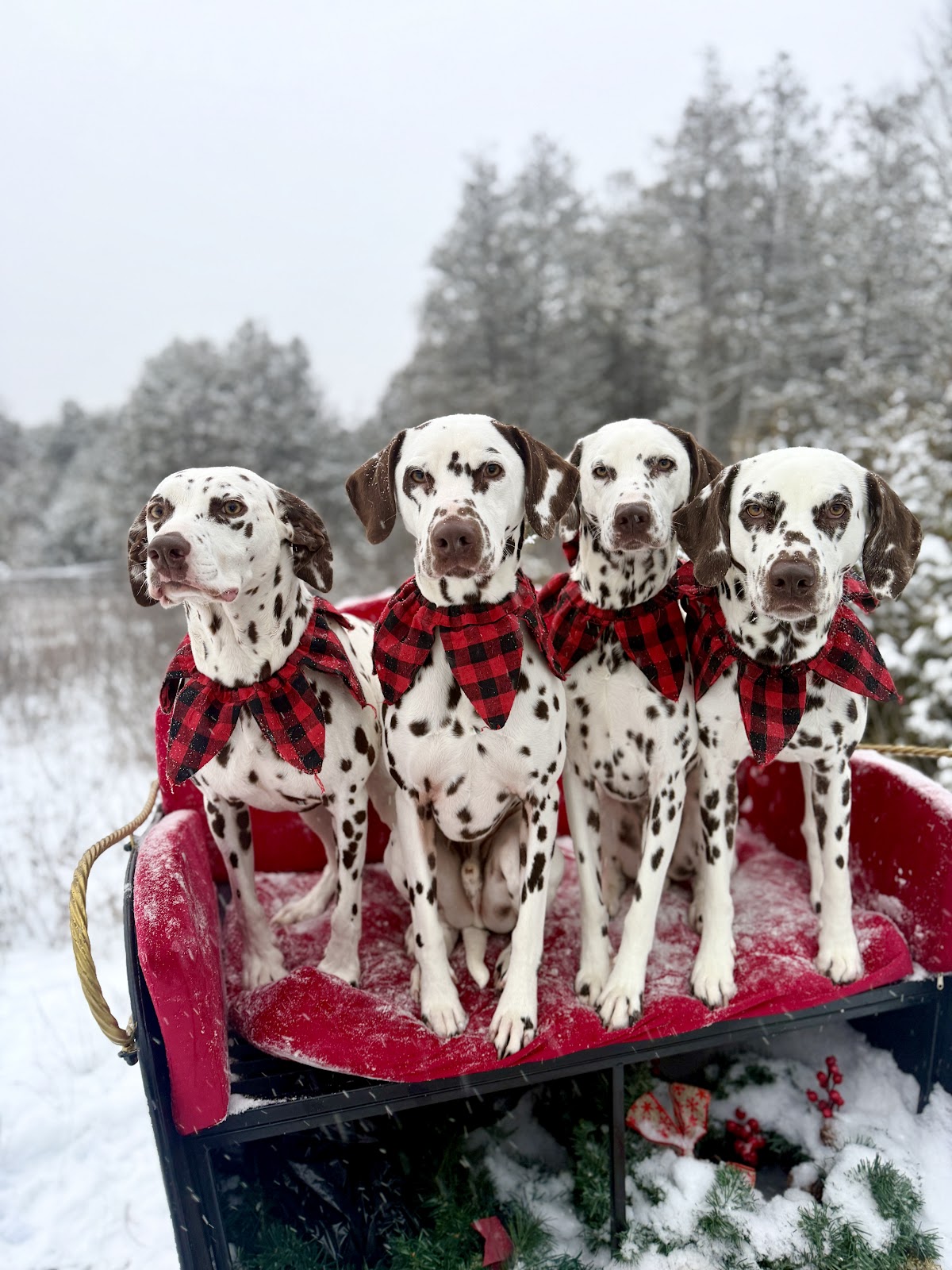 Spotted Acres Boarding