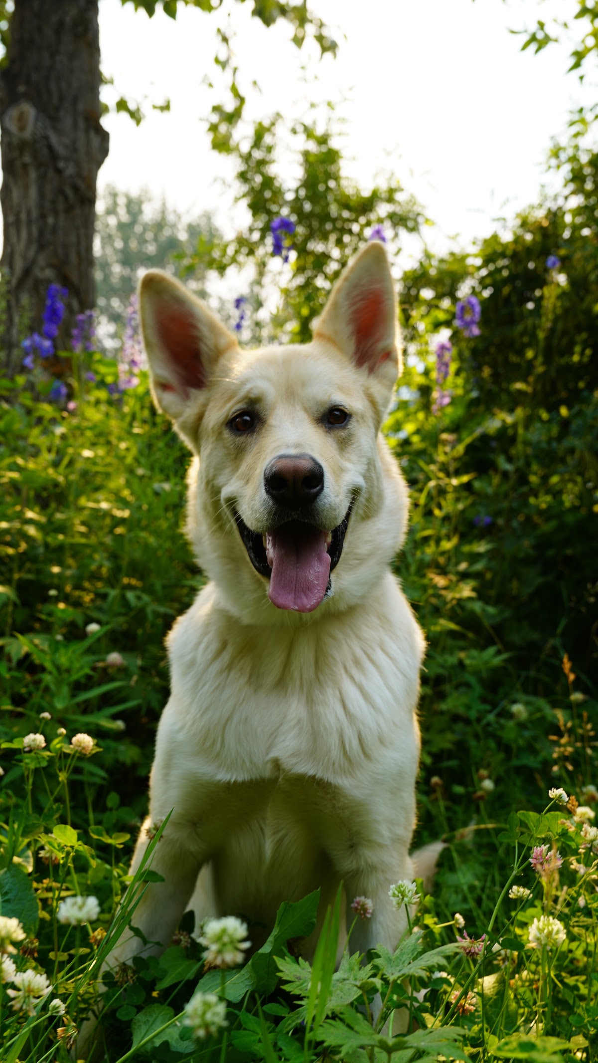Canmore K9