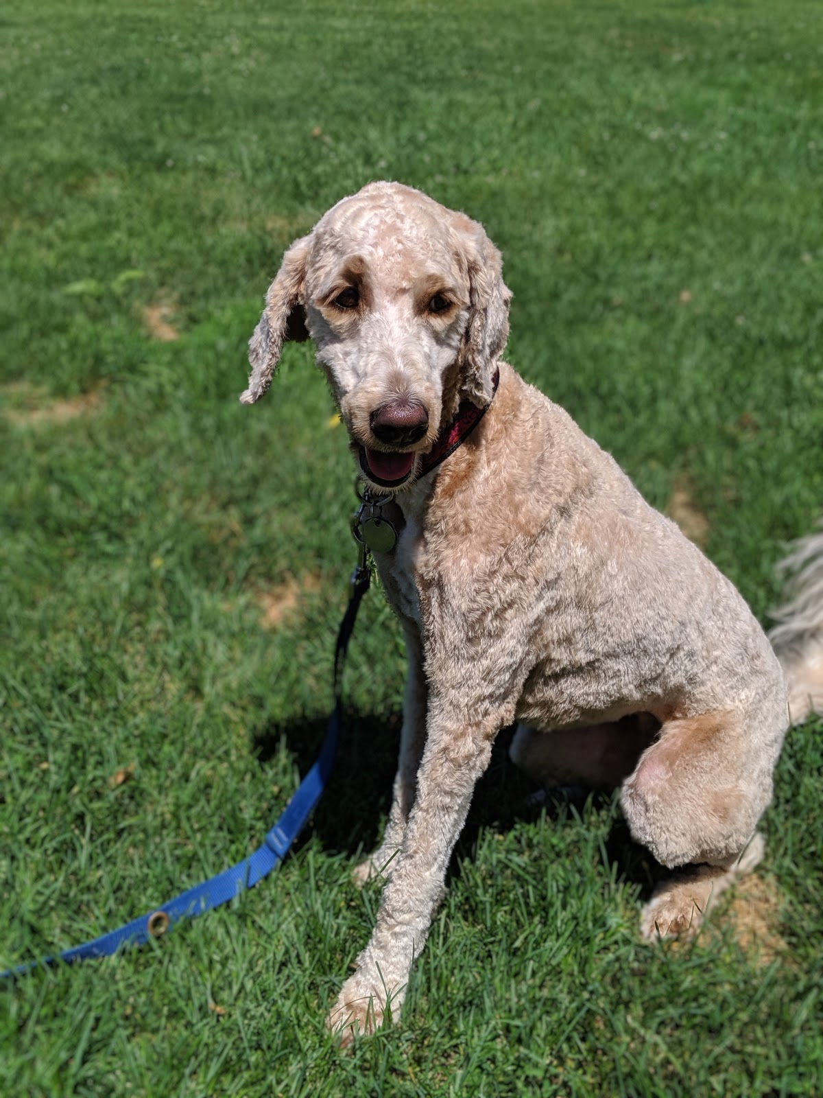 Countryside Boarding, Grooming & Doggie Daycare