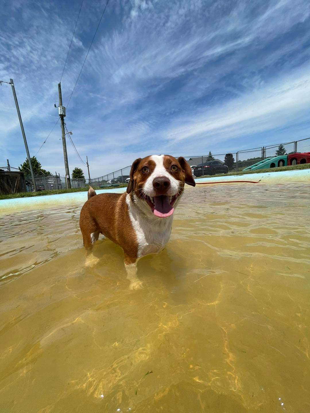 Country Paws Boarding