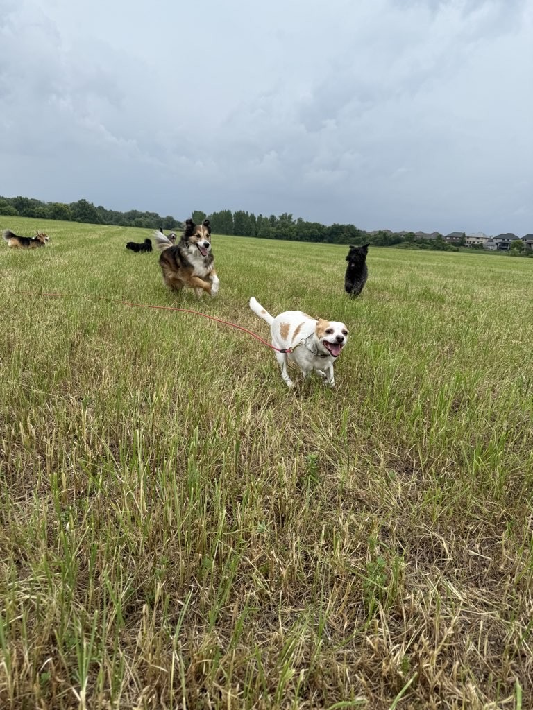 Complete K9 Inc