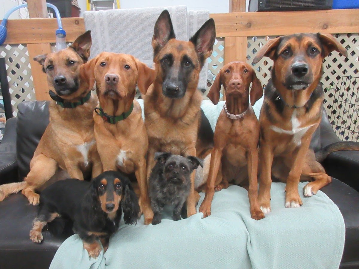 Canine Balance Training