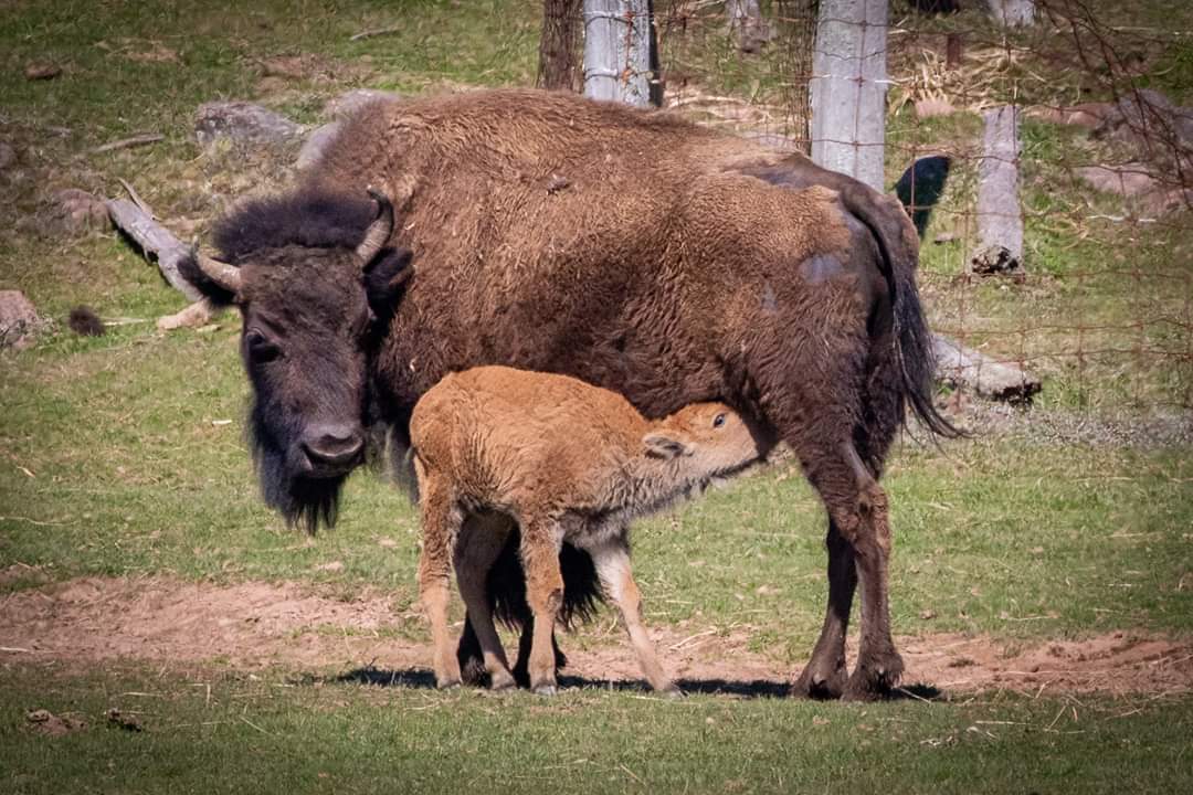 Buffaloland Park