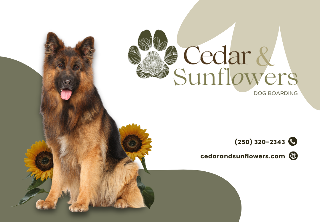 Cedar & Sunflowers Dog Boarding