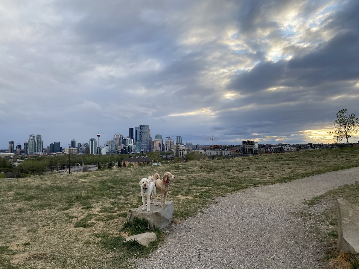Tom Campbell's Hill Off Leash Dog Park