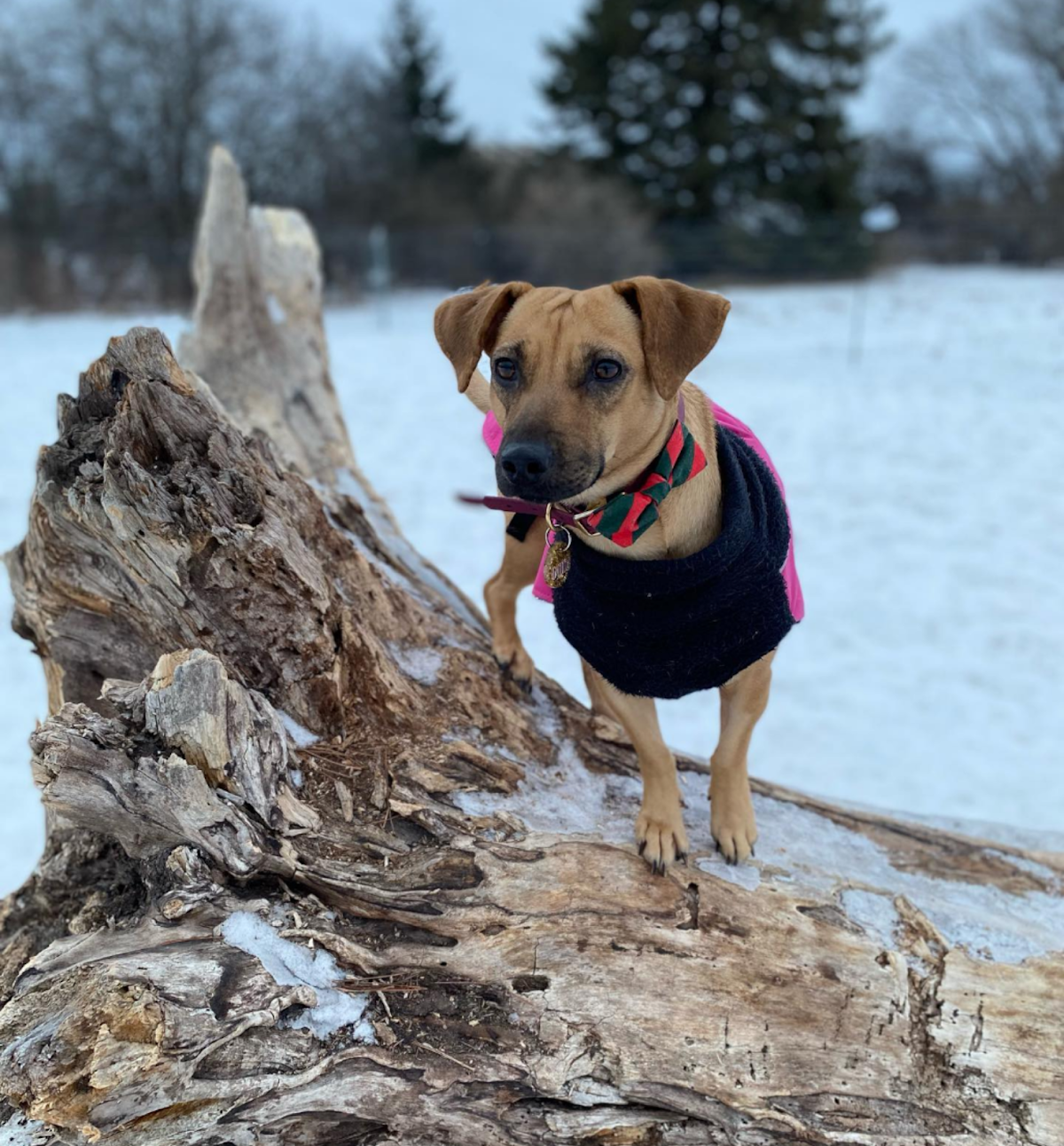 Country Canines Play Park - Carp Road