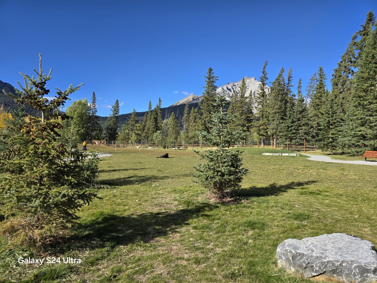 Banff rec-grounds dog park