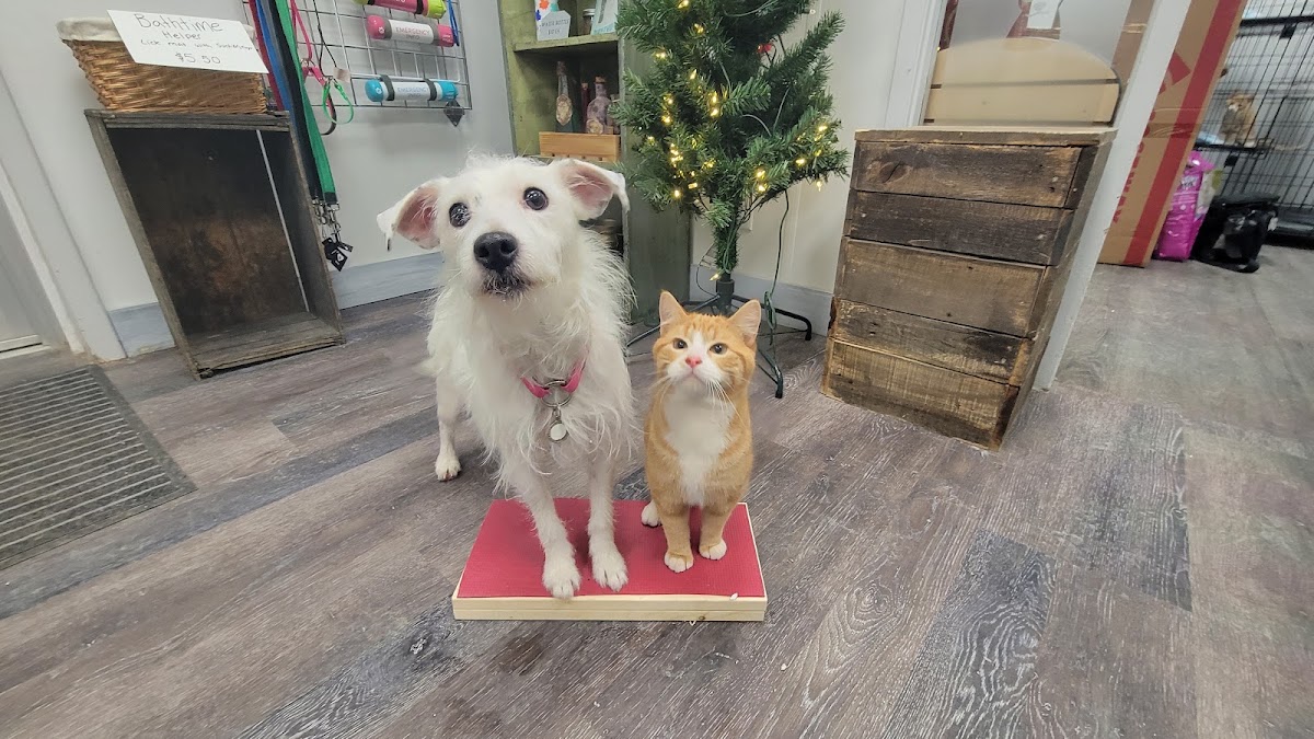 Dumbledogs K9 Behaviour and Performance Center.