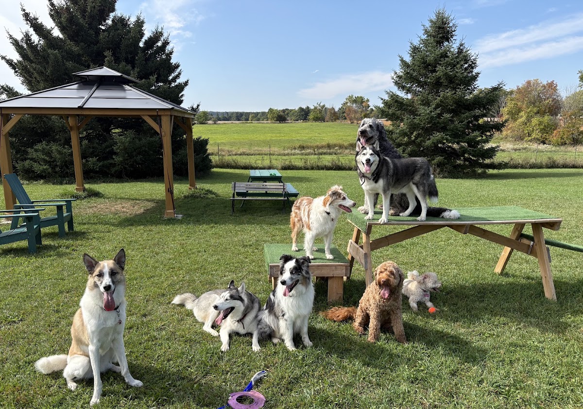 Country Canines Play Park - Halton Hills