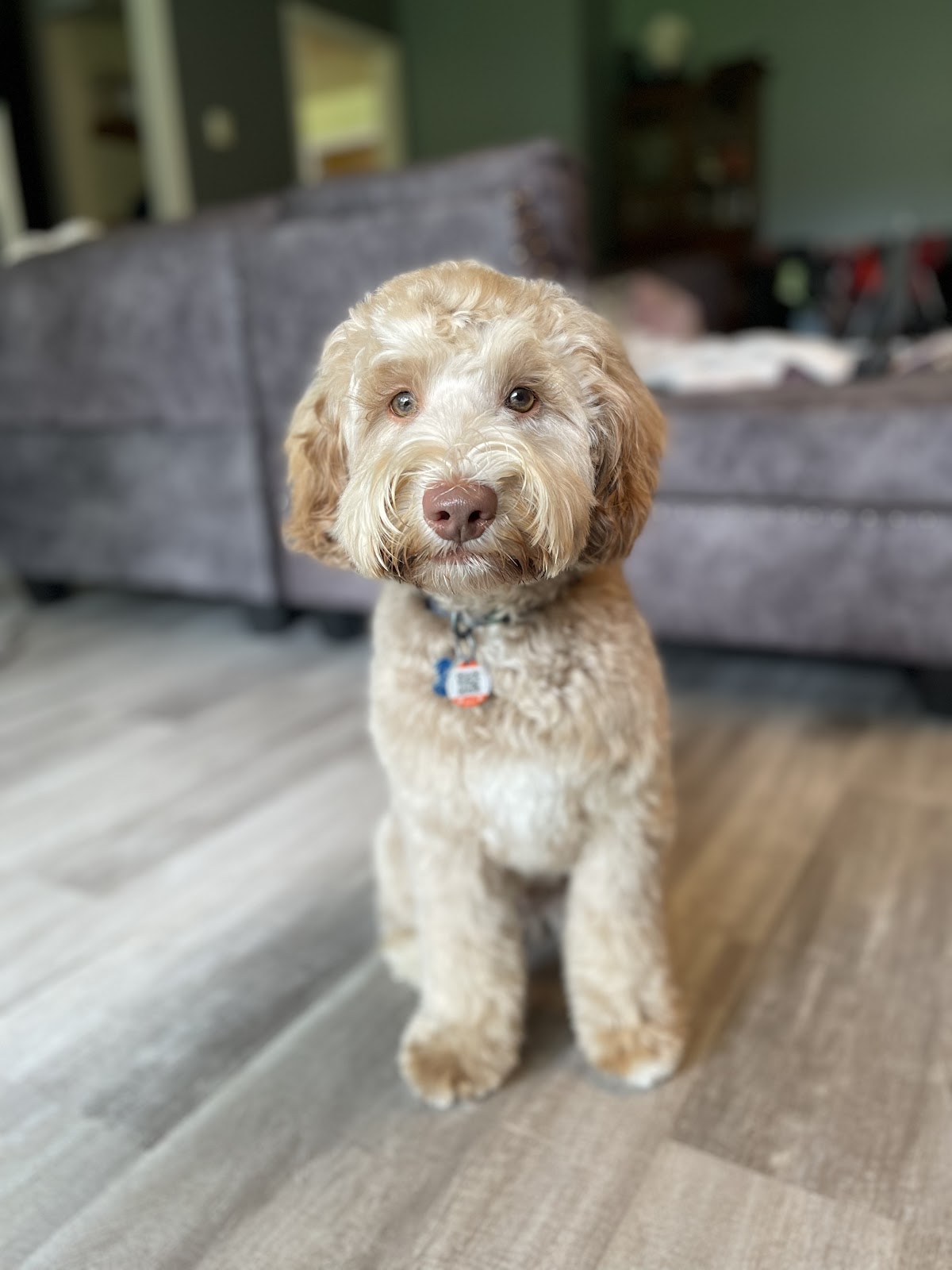 The Wholesome Hound, Raw (and kibble) Dog/Cat Food & Supplies