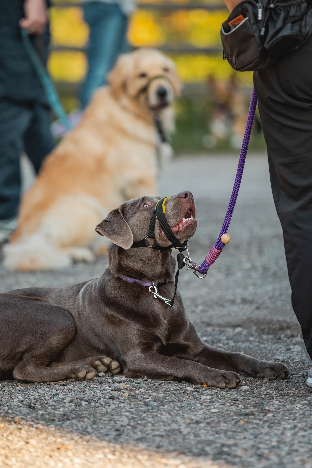 Camp Shake-A-Paw