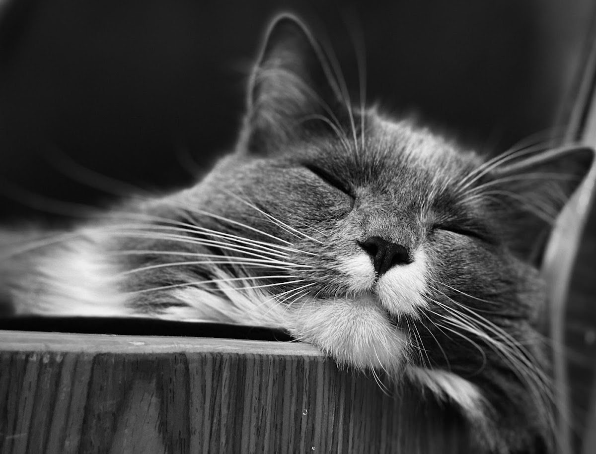 Atlas Animal Hospital & Emergency Vancouver