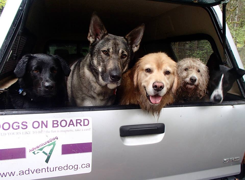 Adventure Dog