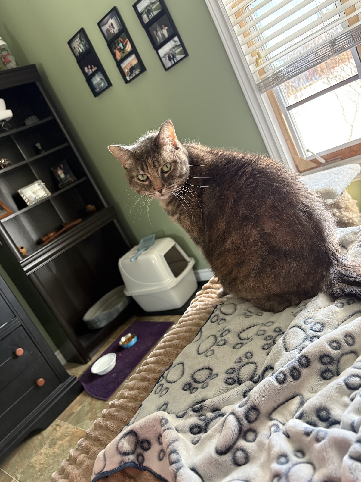 Chaleur Veterinary Hospital