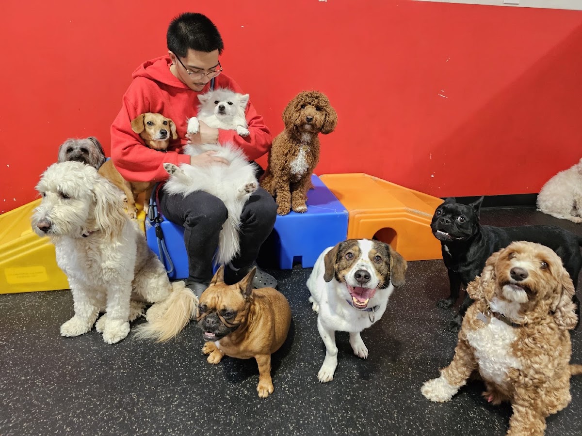 The Pooches Playhouse Inc.