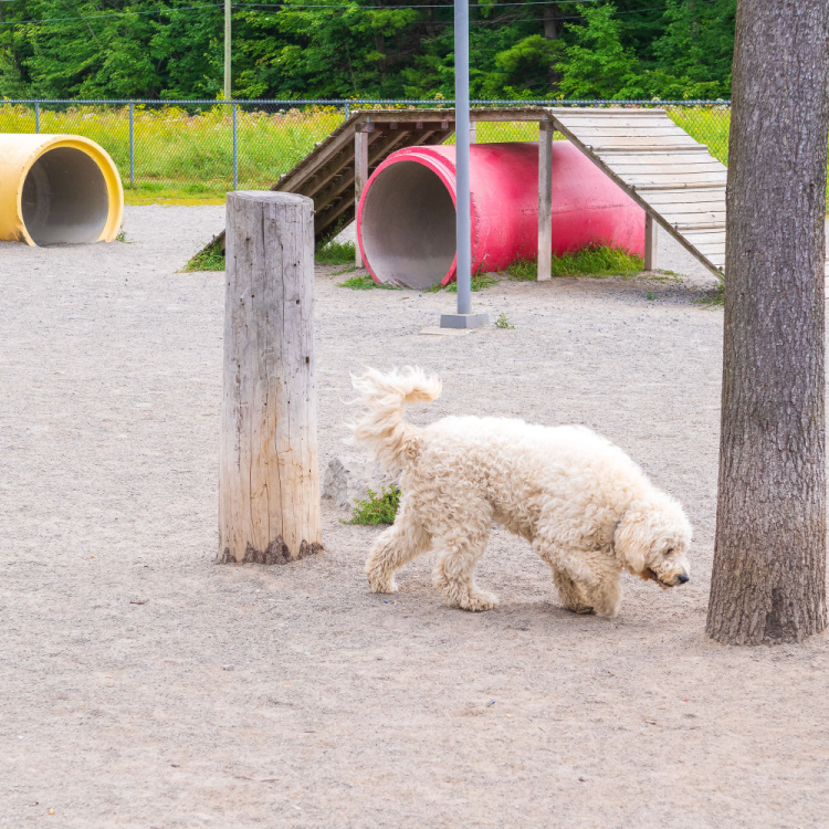 Canine Park Bolivars