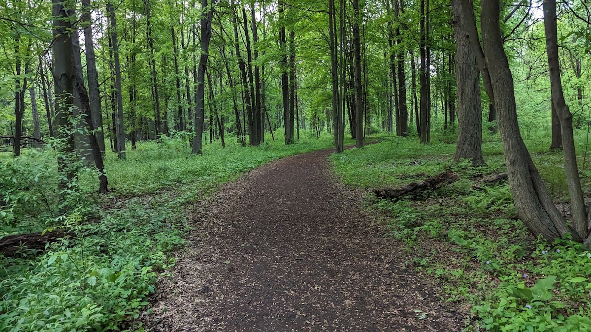 Ojibway Tom Joy Woods Park