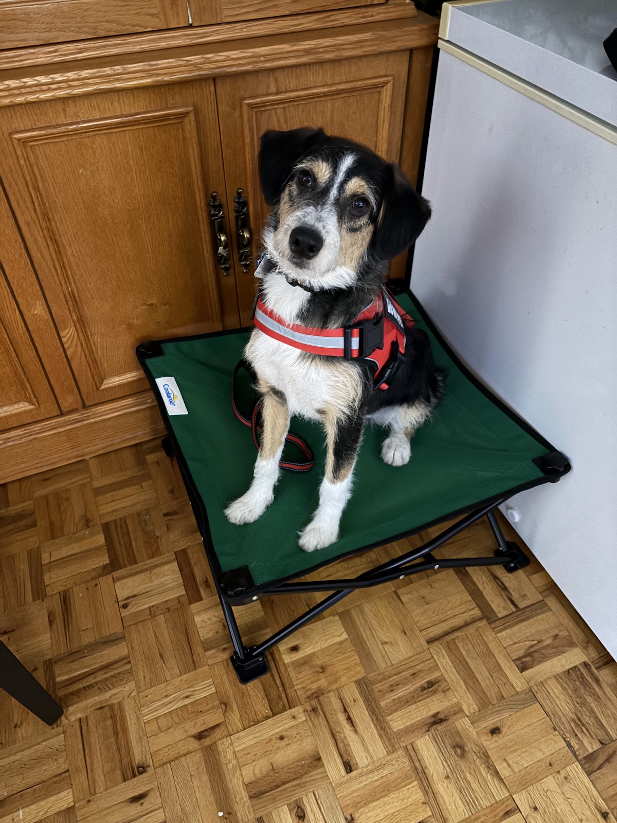 APEX Canine Training Academy - Mississauga