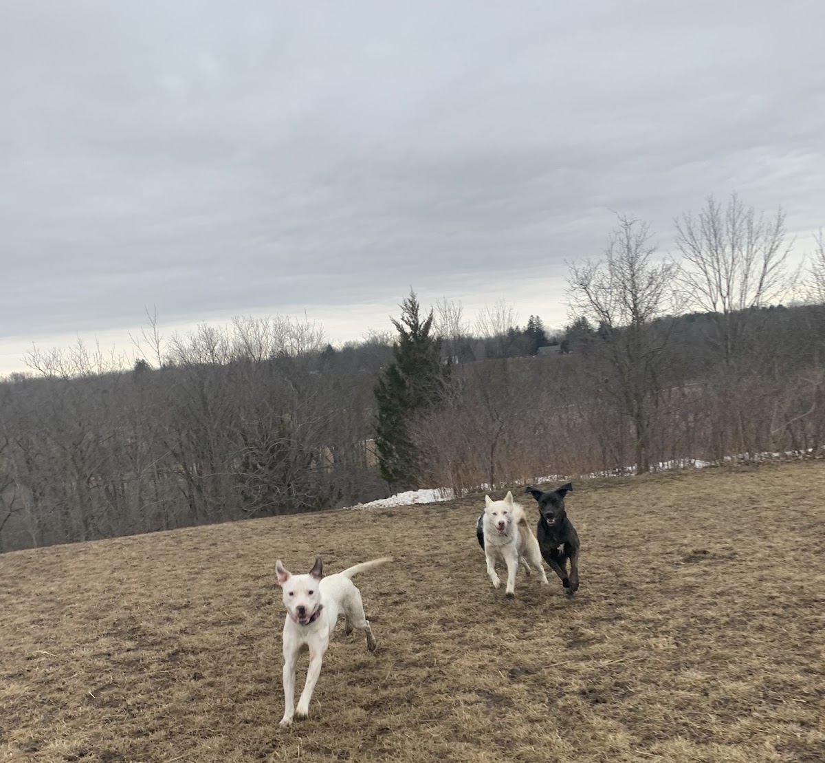 Tail Waggin' Dog Ranch Inc.