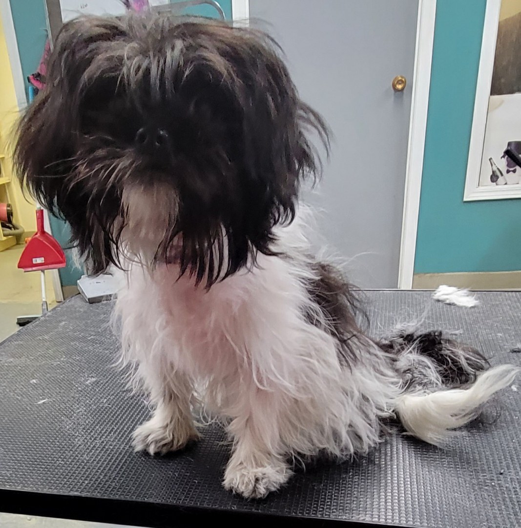 BHS Boarding and Grooming