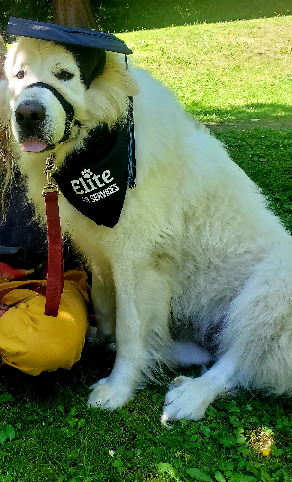 Elite Dog Service