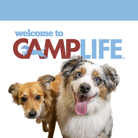 Camp Bow Wow Halifax