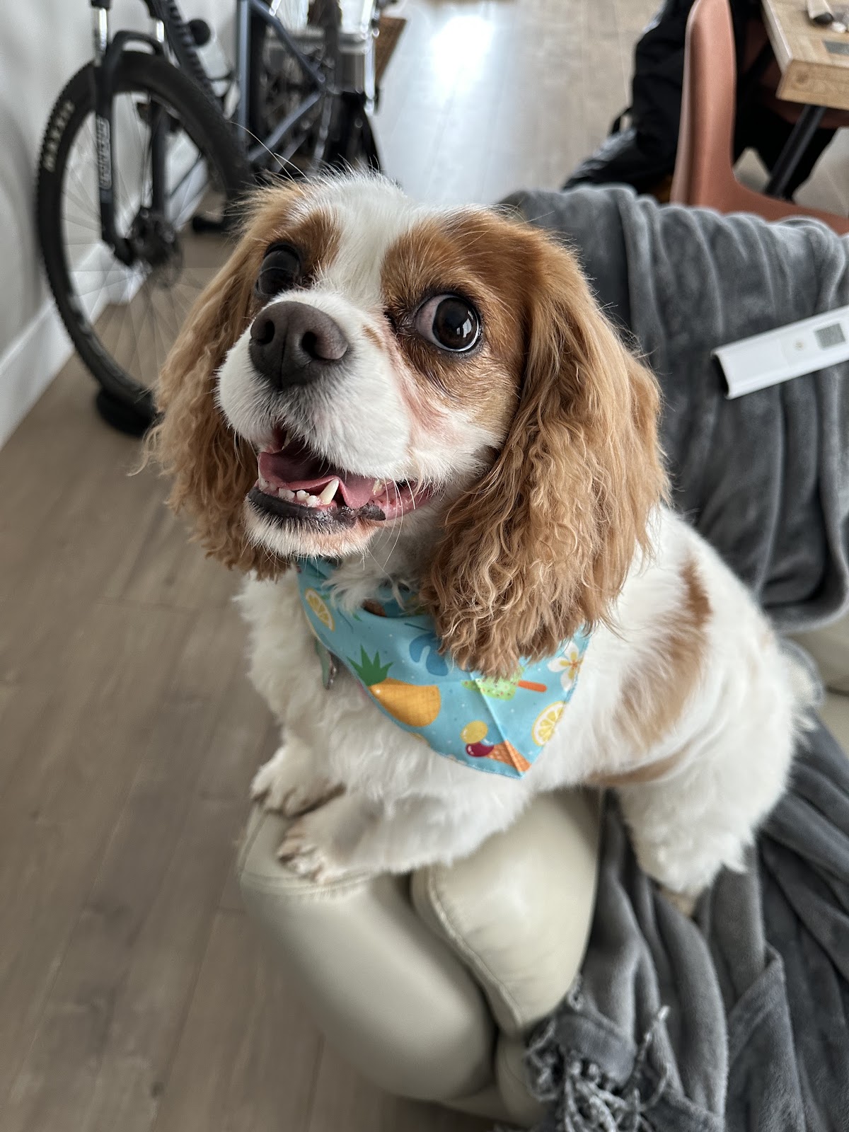 Bark and Brush Boutique Inc