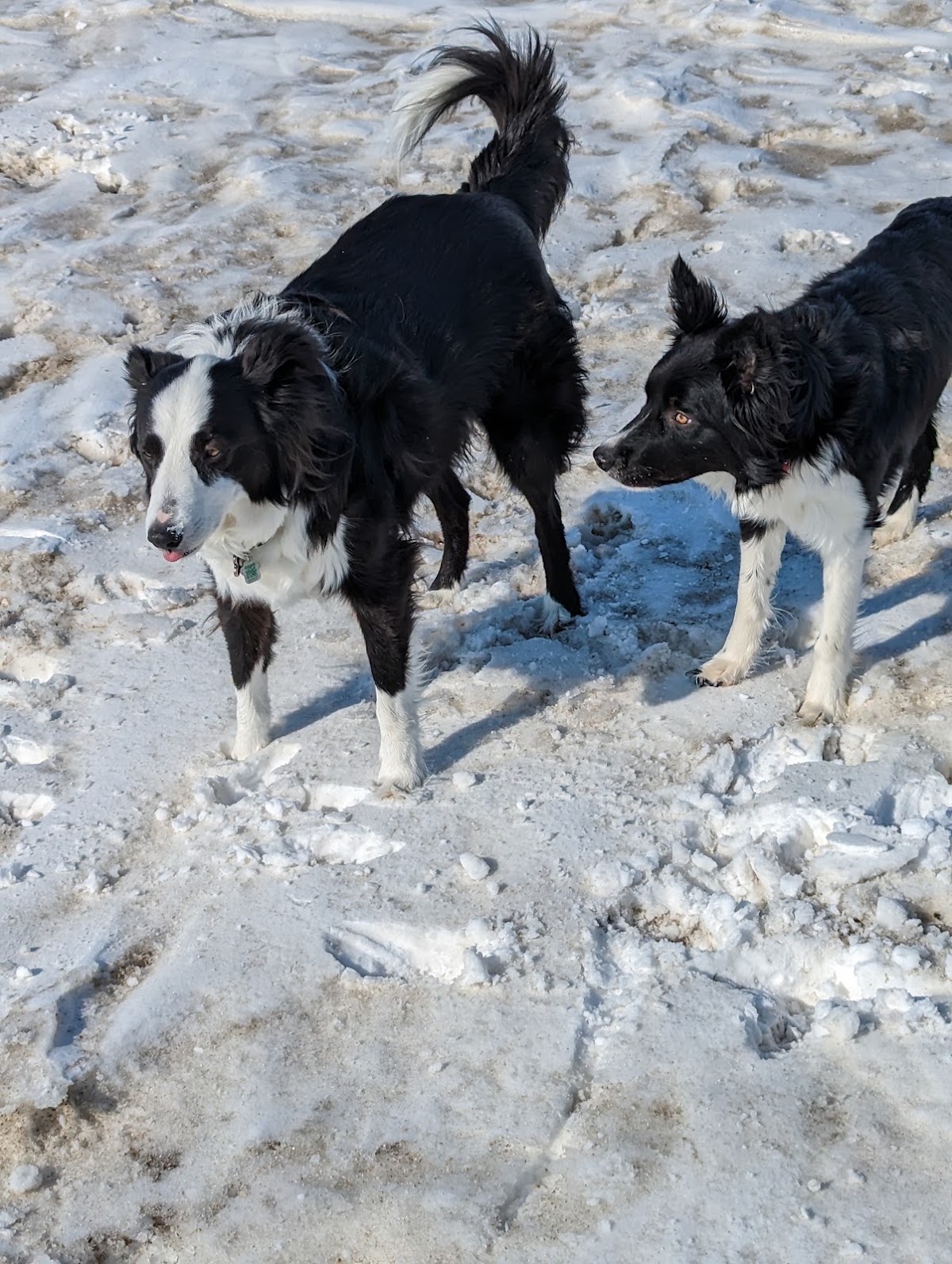 Crazy Jumpers Dog School & Boarding