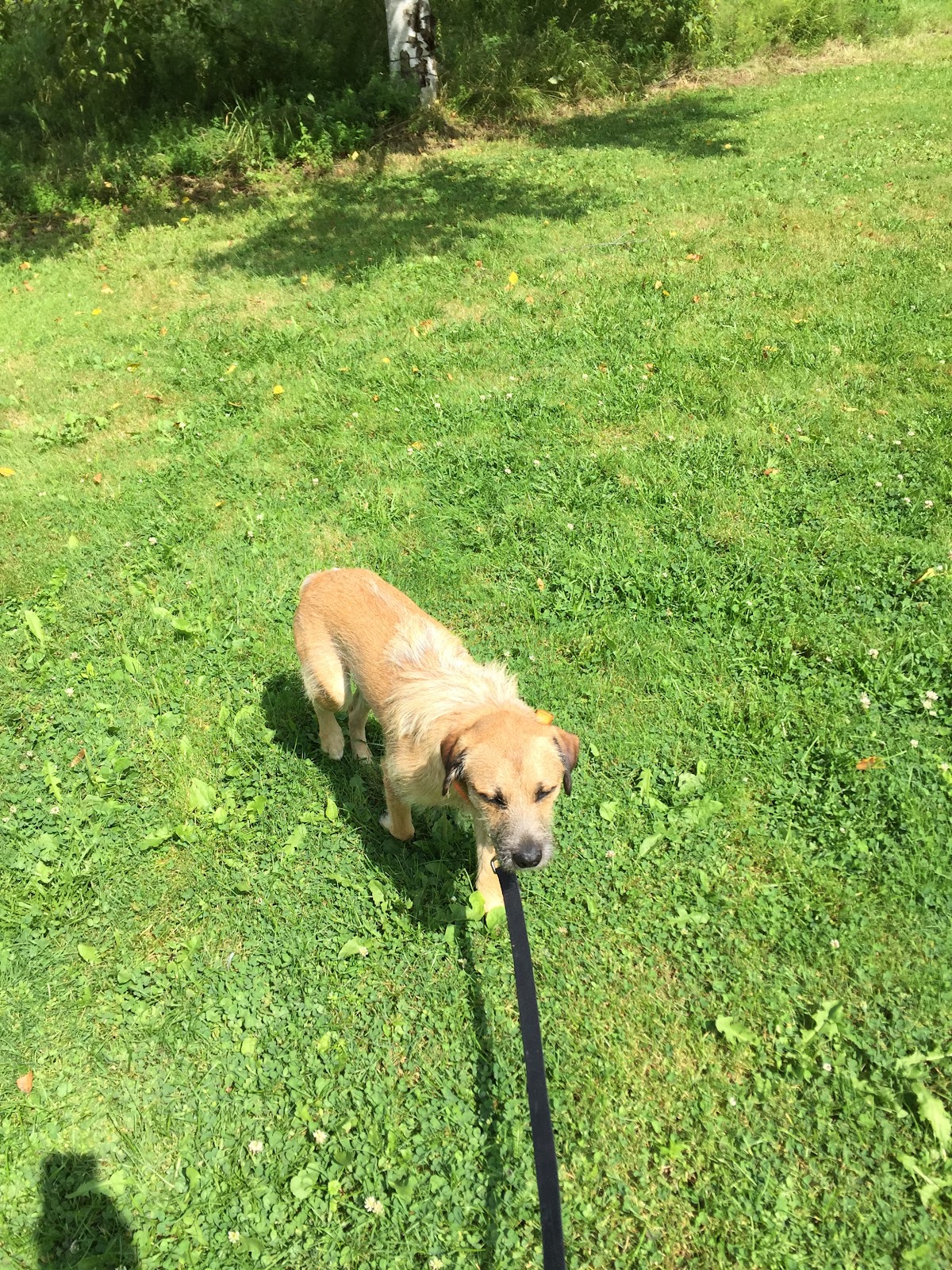 Codiac Pet Supply