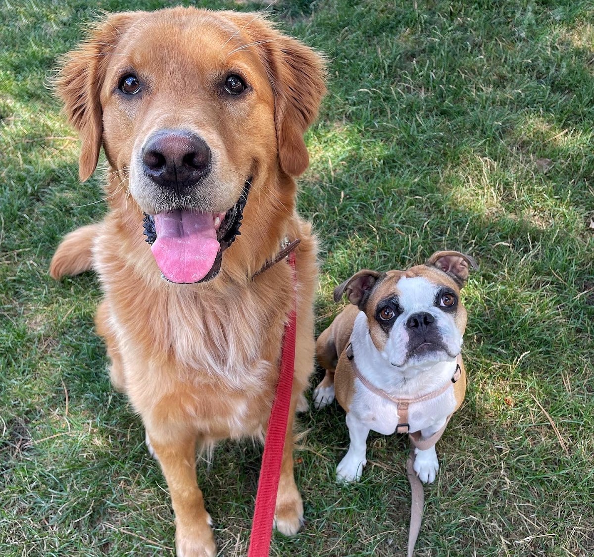 Club Mutt