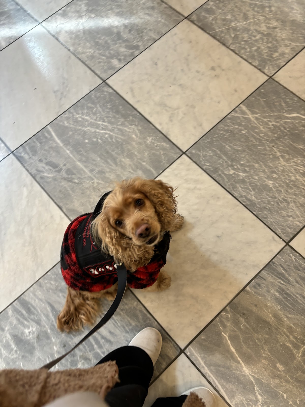 BC & NS - Pawsitively Service Dogs Inc