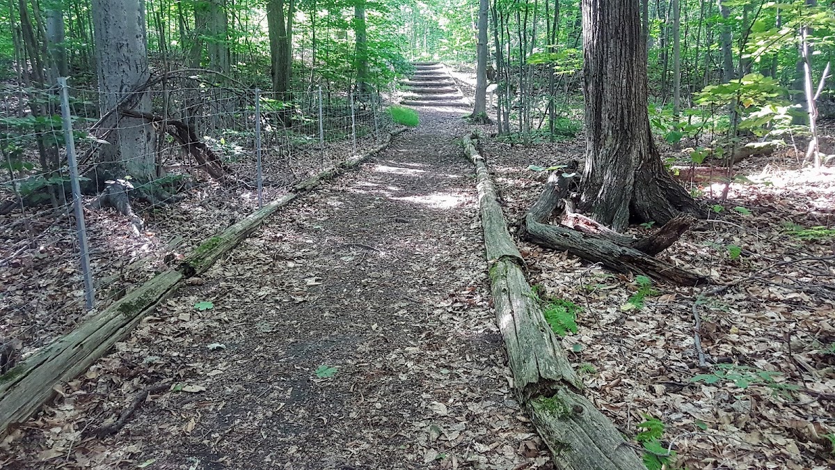 Bois Papineau