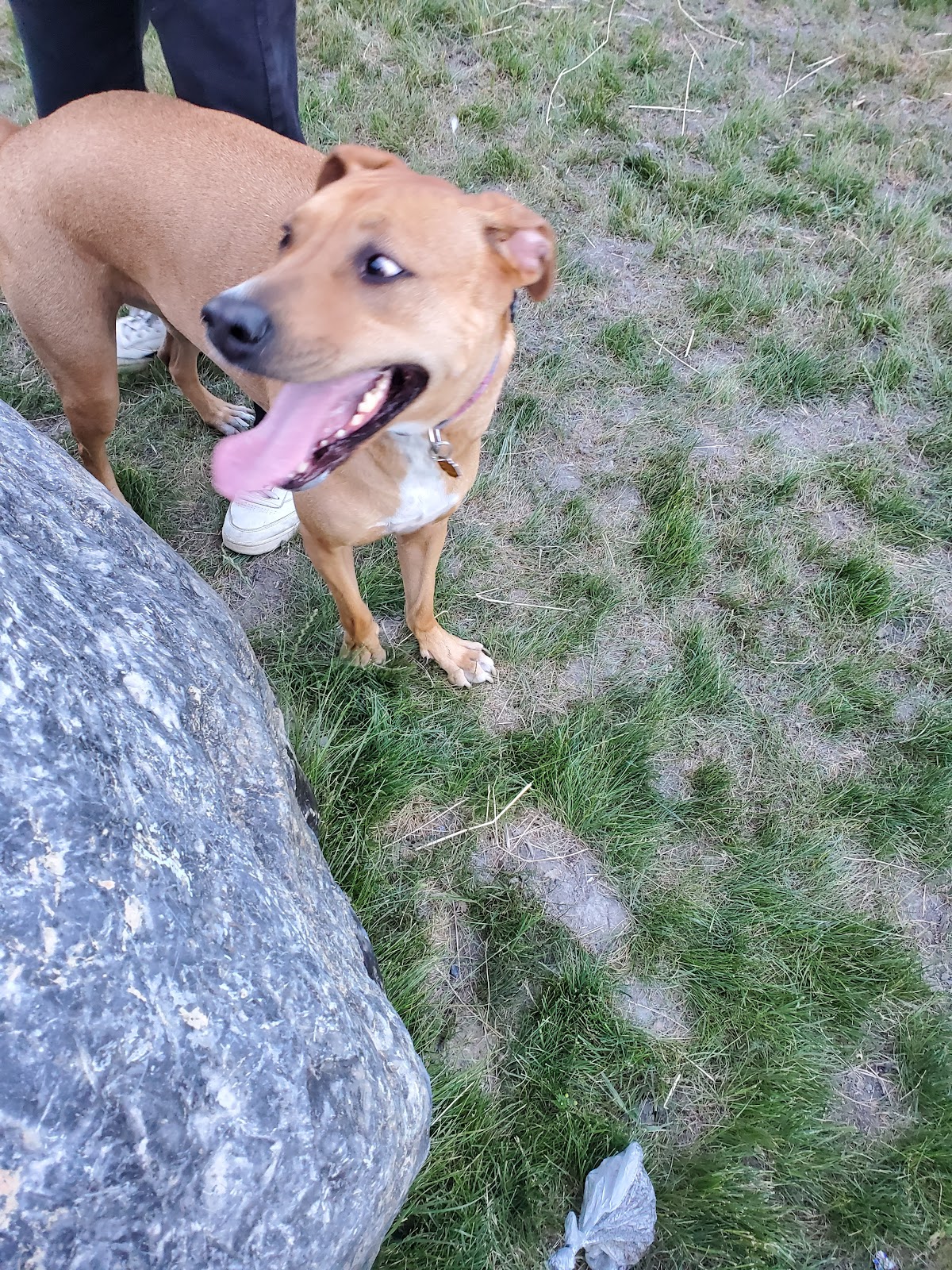 Bande Saint-Antoine dog park