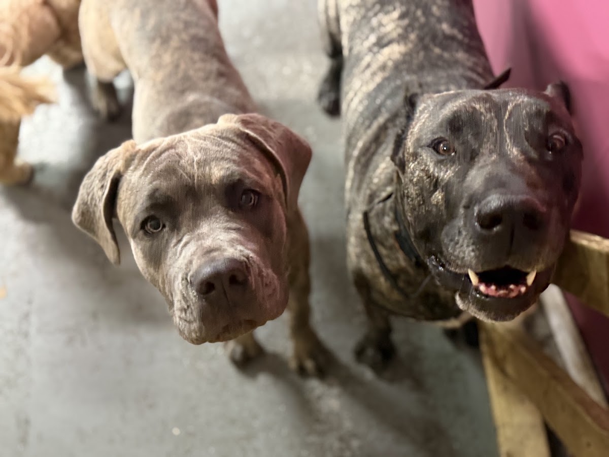 A&P K9 Training and Daycare
