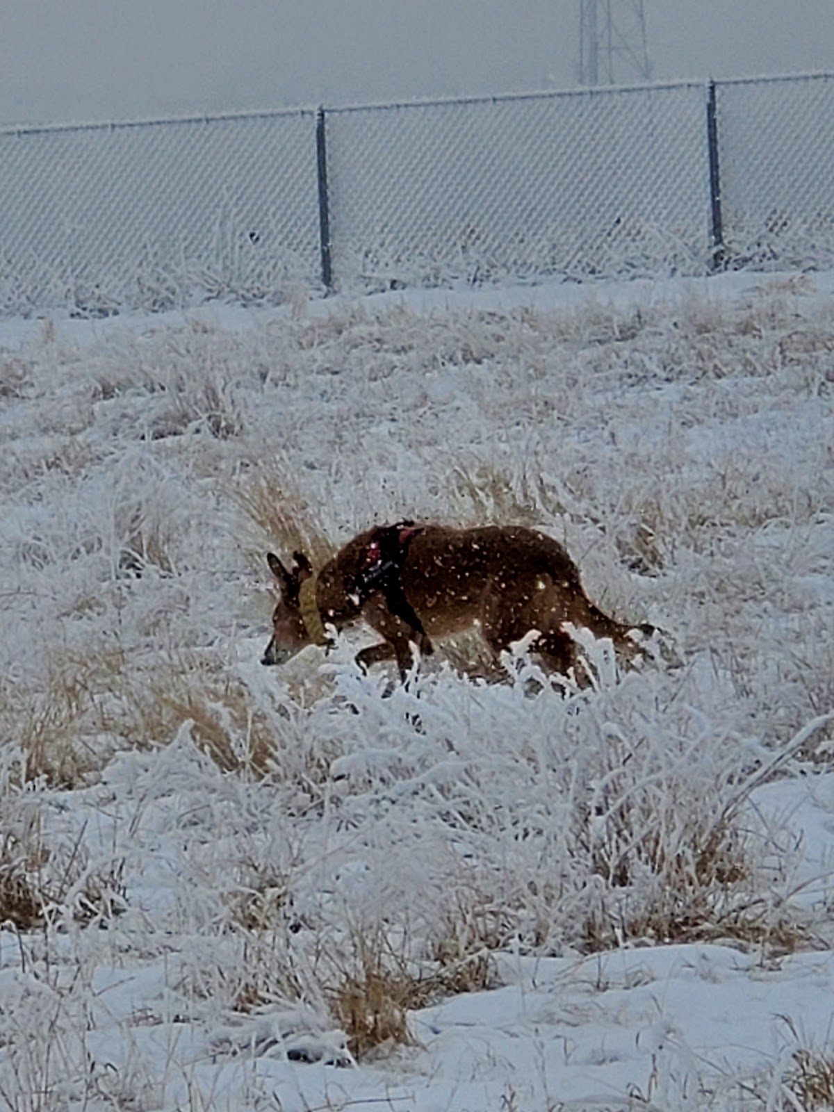 Okotoks Off Leash Dog Park