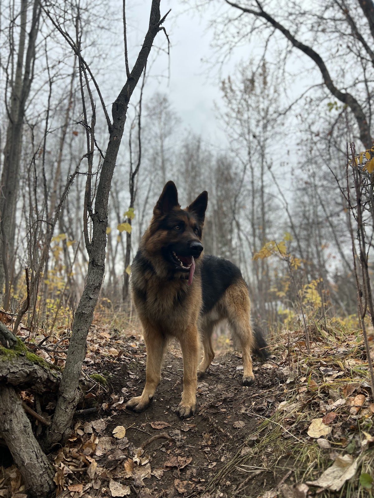 Laneway Getaway Inc. Private Dog Parks